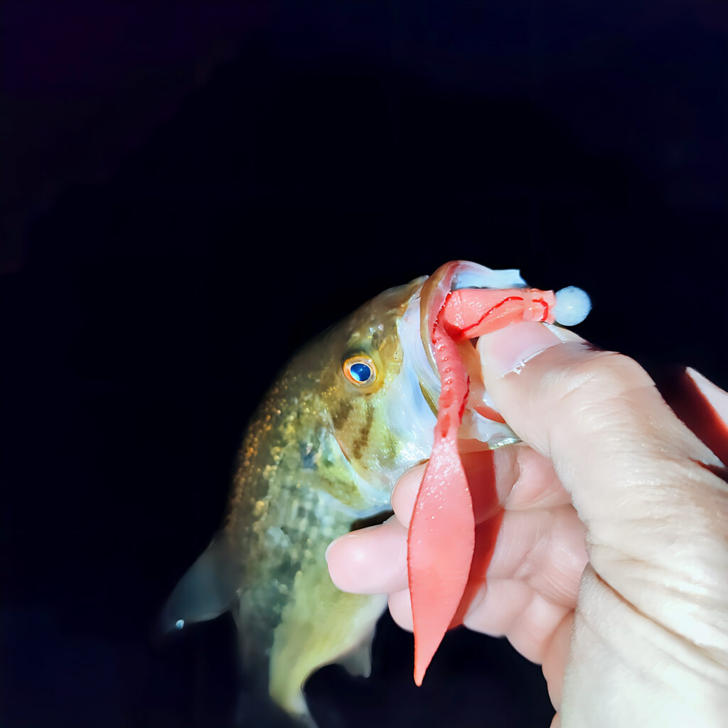 【芦ノ湖】ミドストシーカーに猛烈バイト!忘れ物して、ヘロヘロになって歩いて——それでも釣れた、2026年の初バス 28 IMG 20260324 182609 1